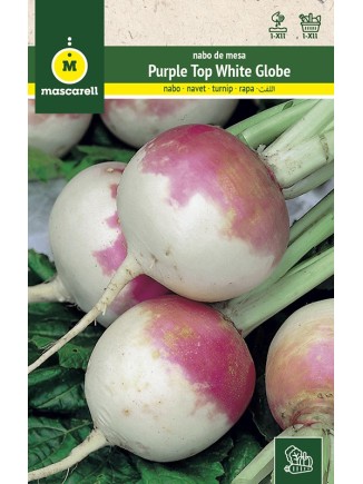 Semilla de Nabo Purple Top White Globe 100g