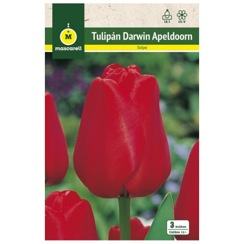 Tulipan Apeldoorn Rojo