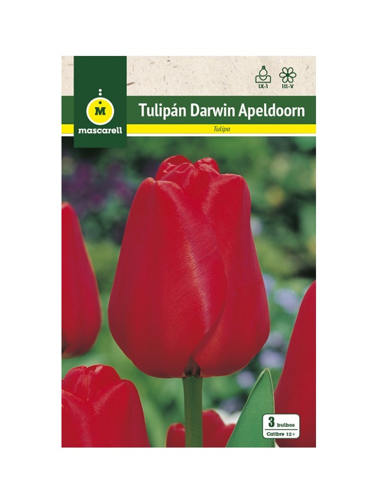 Tulipan Apeldoorn Rojo