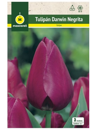 Tulipan Negrita