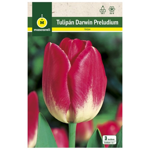 Tulipan Preludium