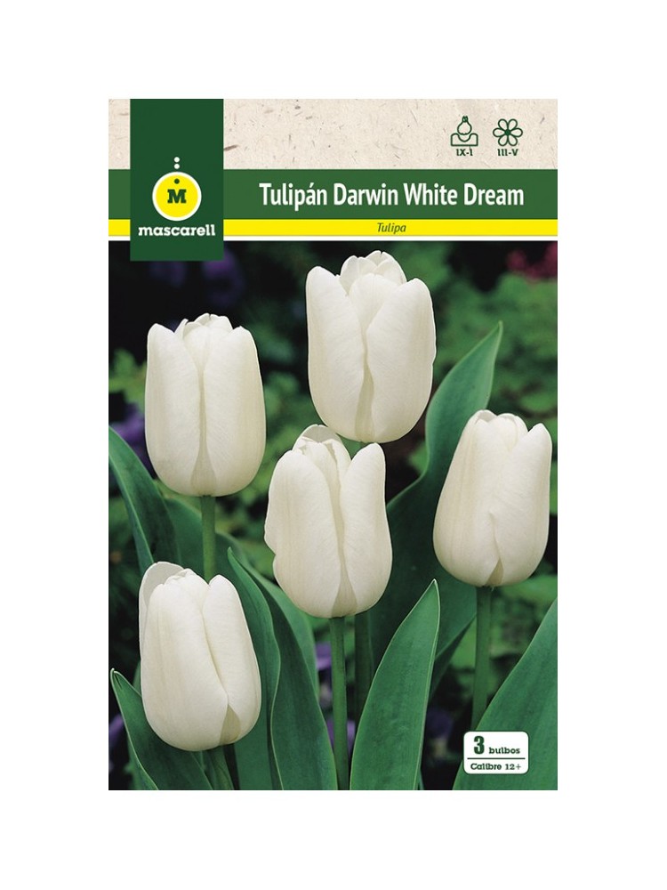 Tulipan white dream