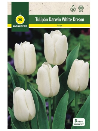 Tulipan White Dream