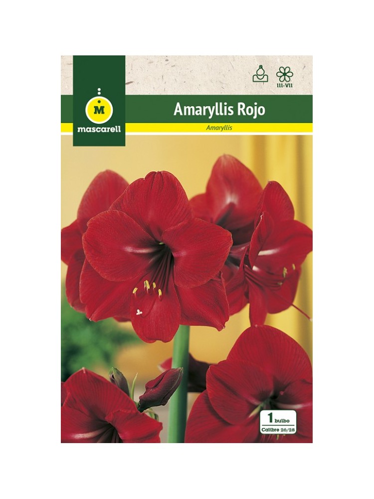 Amaryllis Rojo