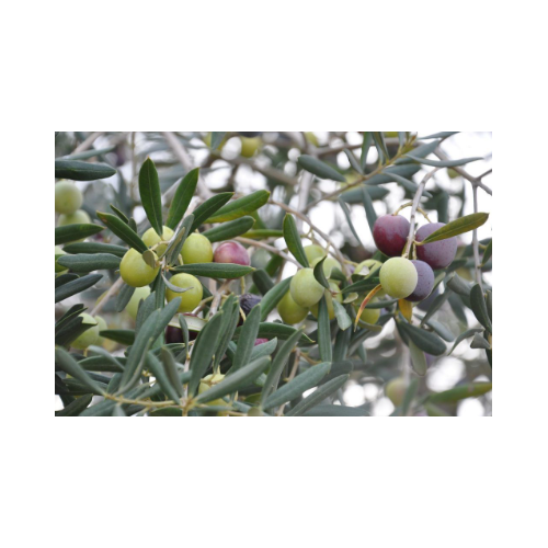 Olivo Hojiblanca