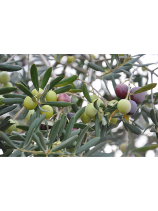 Olivo Hojiblanca