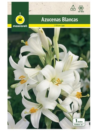 Azucenas Blancas